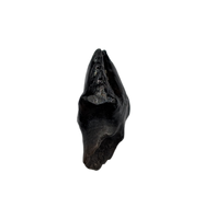 Ankylosaurus Tooth