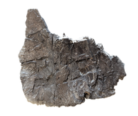 Phytosaur Armor Scute, Chinle Formation