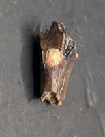 Pristine Leptoceratops Tooth from the Hell Creek Formation of