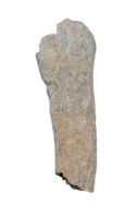 Partial Dinosaur Limb Bone
