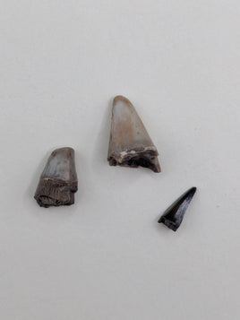Fish Teeth from the Upper Aguja Formation.