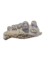 Amphibian(Salamander?)Jaw Section with Teeth, Judith River Formation