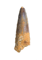 Spinosaurus Tooth