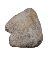 Nodosaur (Edmontonia?) Armor (Scute), Judith River Formation
