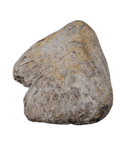 Nodosaur (Edmontonia?) Armor (Scute), Judith River Formation