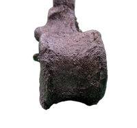 Camptosaurus Vertebra, Morrison Formation