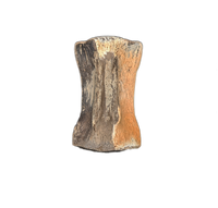 Thescelosaurus Caudal (Tail) Vertebrae, Hell Creek