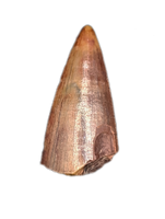Postosuchus (Rauisuchid) Tooth, Bull Canyon Formation
