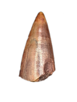 Postosuchus (Rauisuchid) Tooth, Bull Canyon Formation