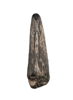 Neovenator Tooth, England, Early Cretaceous