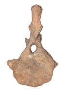Triceratops Vertebra