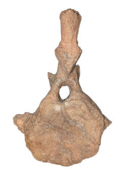 Triceratops Vertebra