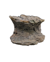 Allosaurus Dorsal Vertebrae, Morrison Formation