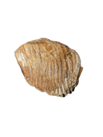 Woolly Mammoth Tooth, Europe