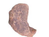Edmontosaurus Neck Vertebrae