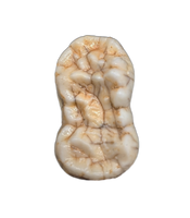 Cave Bear Tooth