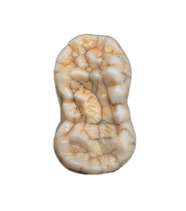 Cave Bear Tooth