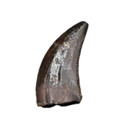 Acheroraptor Tooth from the Hell Creek Formation