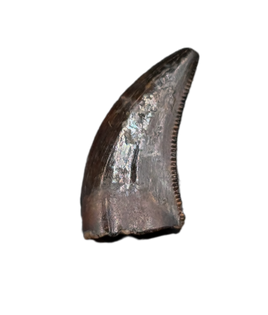 Acheroraptor Tooth from the Hell Creek Formation