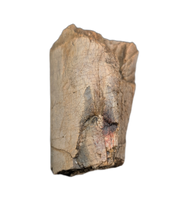 Allosaurus Metatarsal Section, Morrison Formation