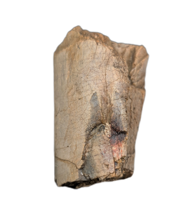 Allosaurus Metatarsal Section, Morrison Formation