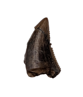 Saurornitholestes (Raptor) Tooth, Judith River Formation