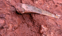 Largest and Exceptional Postosuchus (Rauisuchid) Tooth, Bull Canyon Formation