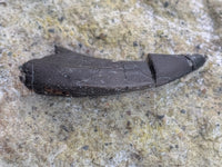 Theropod Tooth,  Morrison Formation