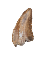 Troodon Tooth from the Hell Creek Formation