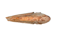 Troodon Foot Claw, Hell Creek Formation