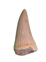 Platecarpus Tooth, Morocco (Mosasaur)
