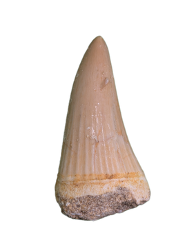 Platecarpus Tooth, Morocco (Mosasaur)