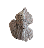 Phytosaur Armor Scute, Chinle Formation