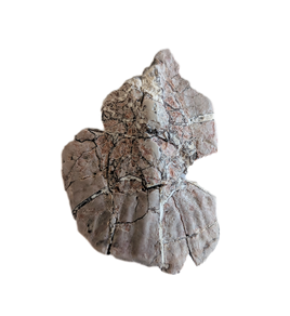 Phytosaur Armor Scute, Chinle Formation