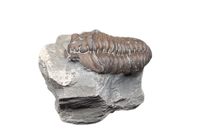 Flexicalymene Trilobite, Ohio