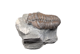 Flexicalymene Trilobite, Ohio