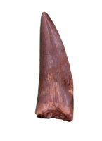 Ptychotherates (Herrerasaurid)Tooth