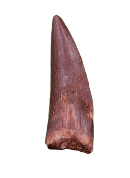 Ptychotherates (Herrerasaurid)Tooth
