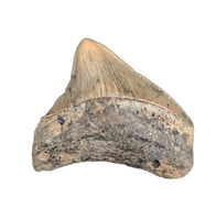 Megalodon Posterior Tooth