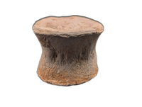 Plesiosaur Vertebrae, Morocco