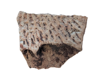 Metoposaur Clavicle Section, Chinle Formation