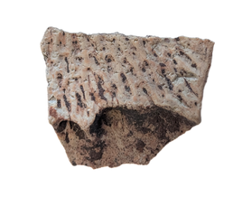 Metoposaur Clavicle Section, Chinle Formation