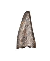 Nanotyrannus Pre Max Tooth
