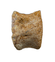 Polycotylid? Plesiosaur Vertebra