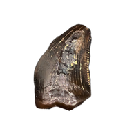 Unknown Theropod Tooth, Bissekty Formation, Uzbekistan