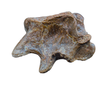 Theropod Dinosaur Vertebra Process, Kem Kem