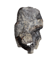Camarasaurus Tooth from the Morrison Formation