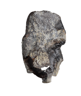 Camarasaurus Tooth from the Morrison Formation