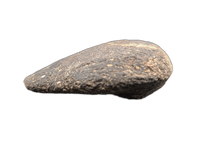 Hypacrosaurus Claw (Ungal) Two Medicine Formation