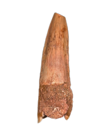 Spinosaurus Tooth
